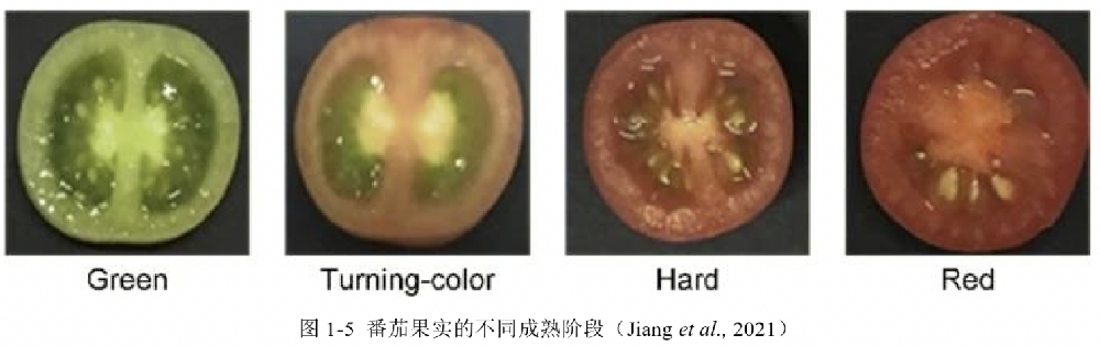 基于高光谱成像技术的番茄果实成熟度研究