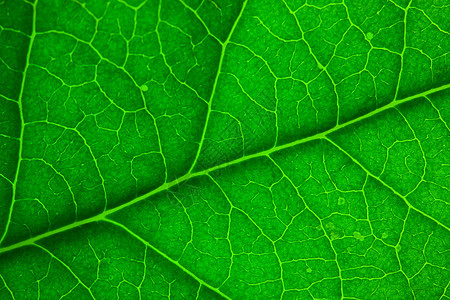 基于可见近红外光谱的植物叶绿素含量无损检测方法研究