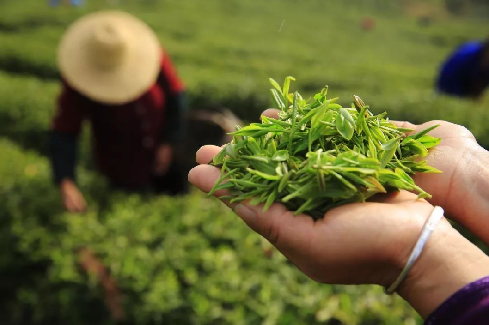 一种基于可见近红外光谱相机快速鉴别茶叶品种的新方法